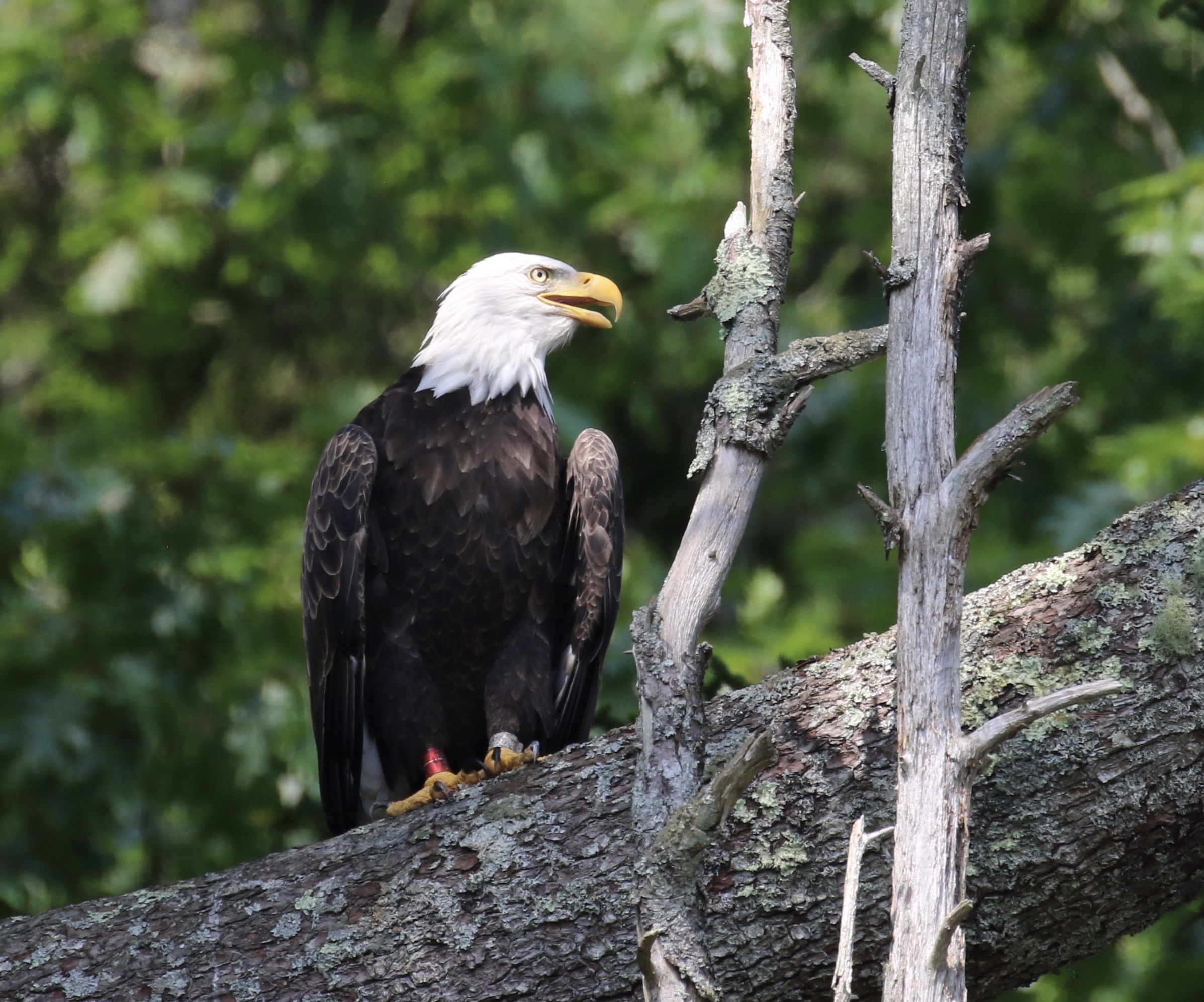Bald Eagle banded | FWS.gov